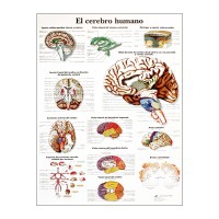 Tableau d'anatomie : cerveau humain Tableau d'anatomie : cerveau humain